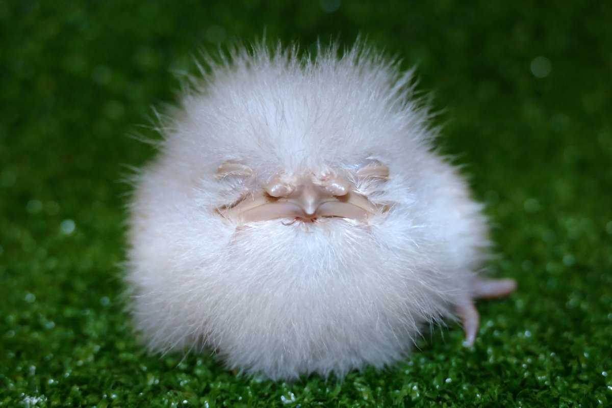 Бесхвостые земноводные амфибии