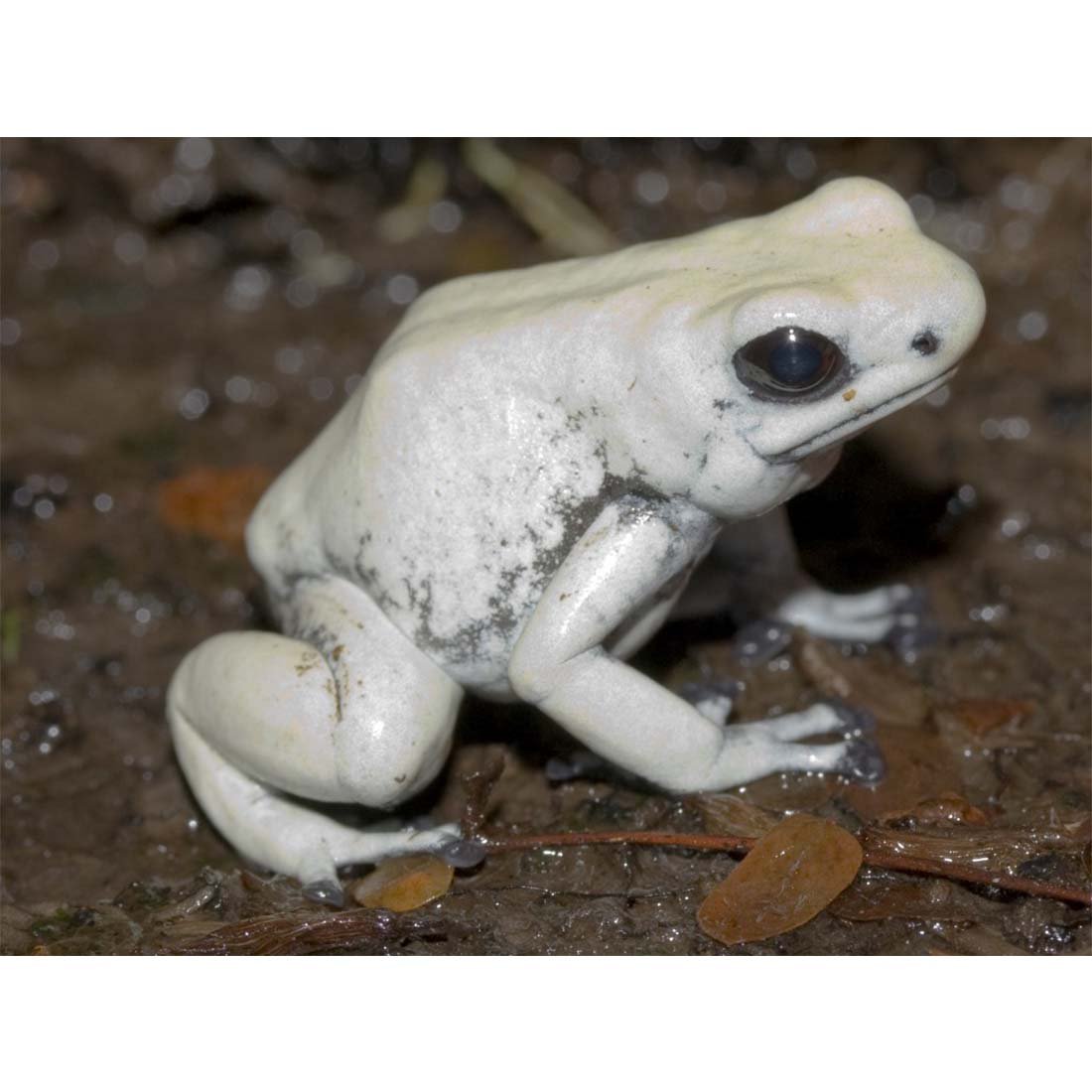 Сумчатая жаба