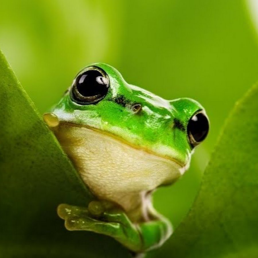 Жаба пелентуйская бородатая