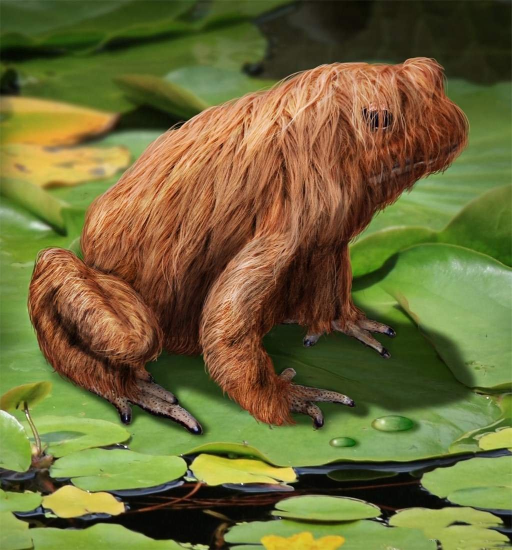 Лягушка Trichobatrachus robustus