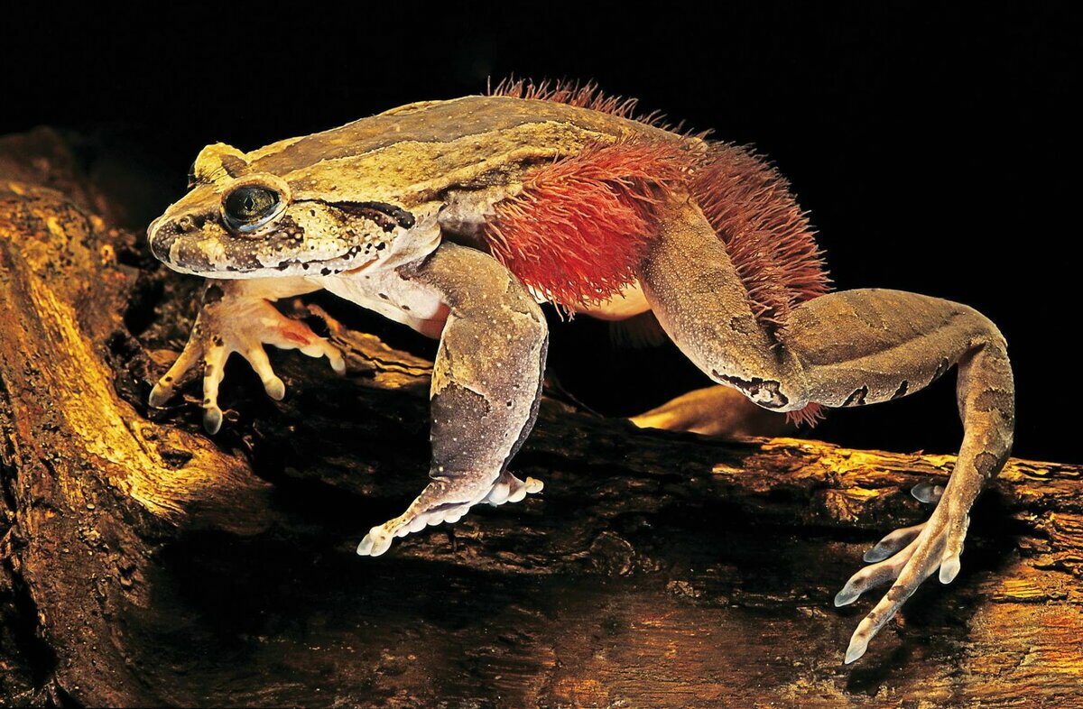 Лягушка Trichobatrachus robustus