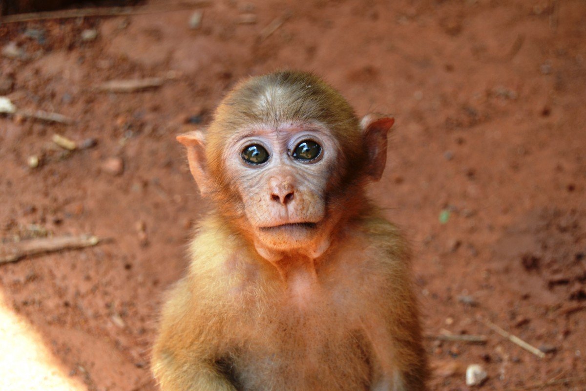 Обезьяна магот