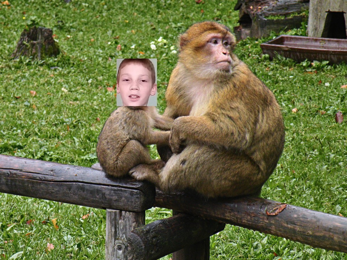 Макака-резус бесхвостая