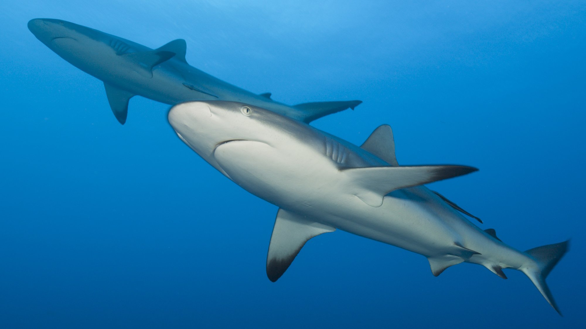 Карибская рифовая акула - 66 фото