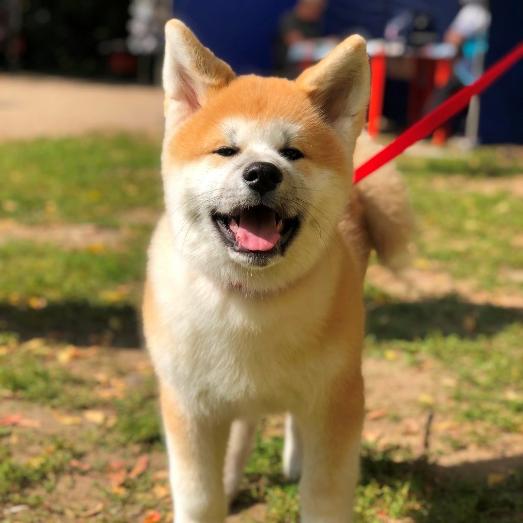 Порода собаки из вольта