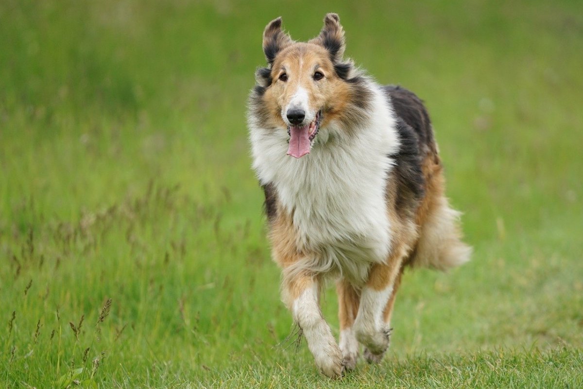 Белорусская немецкая овчарка