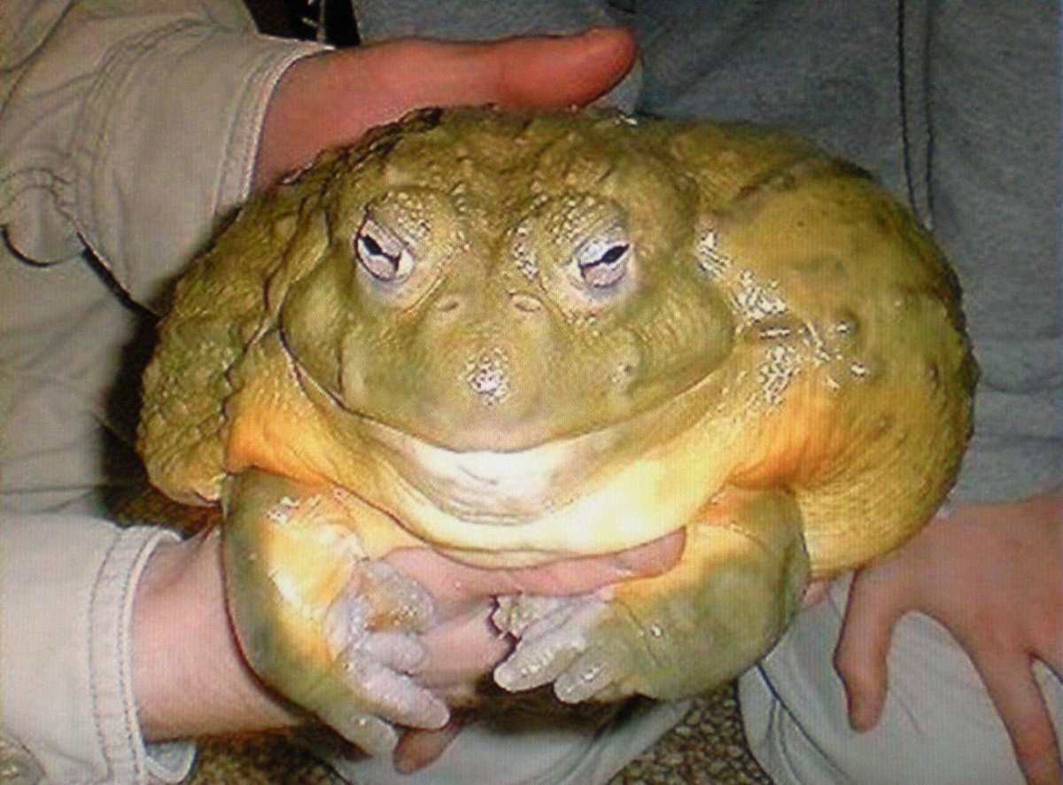 Лягушка Голиаф