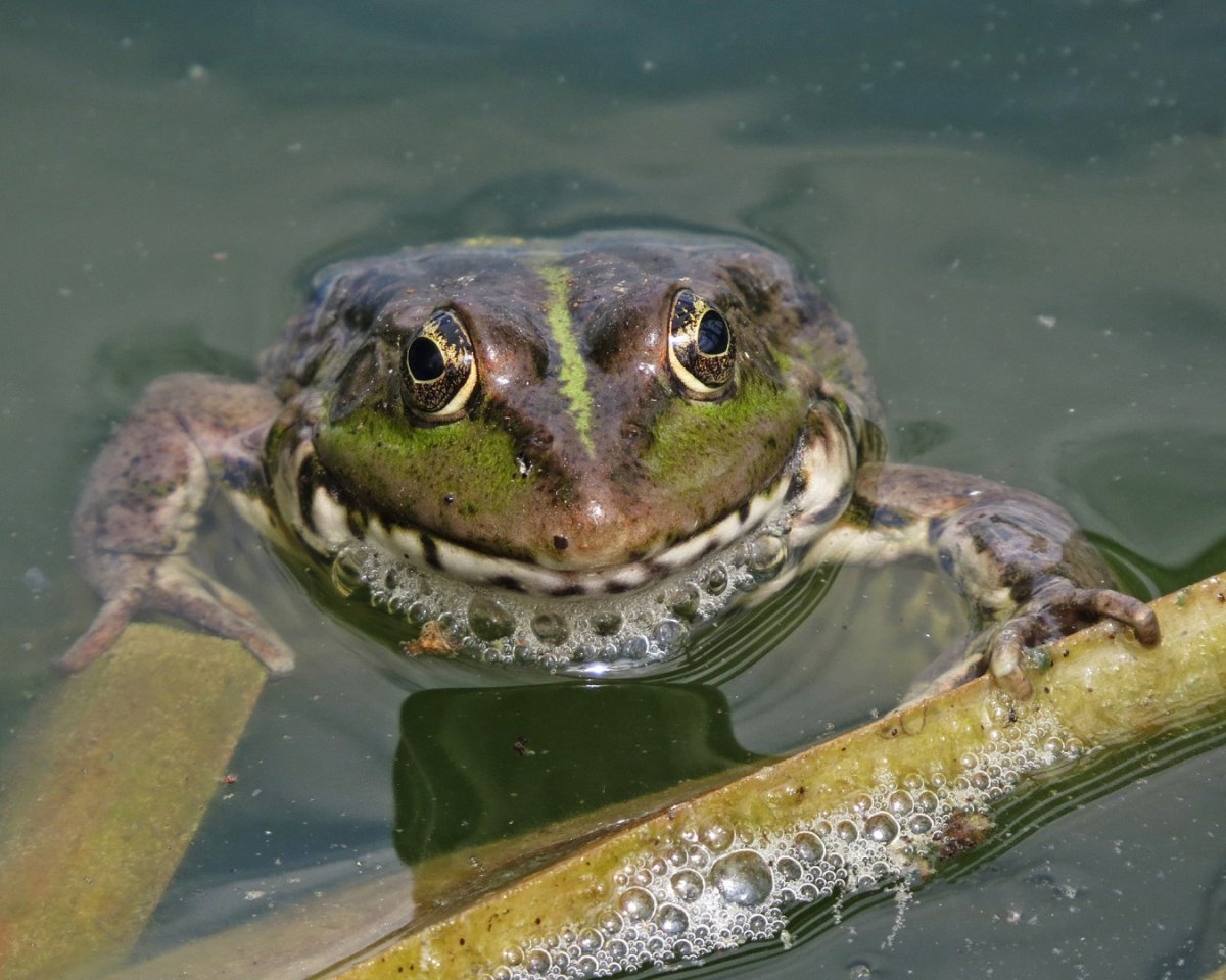 Жаба КВА КВА