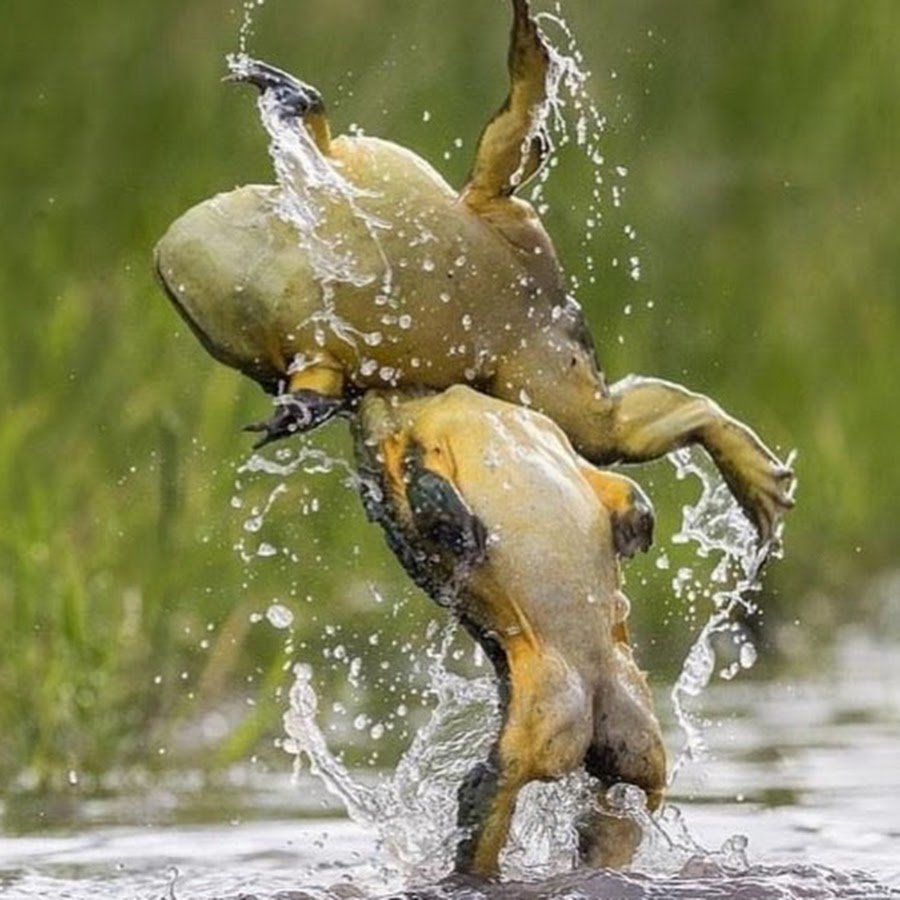 Лягушка дерется Мем