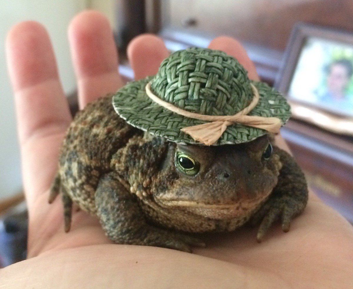 Лягушка в шляпке