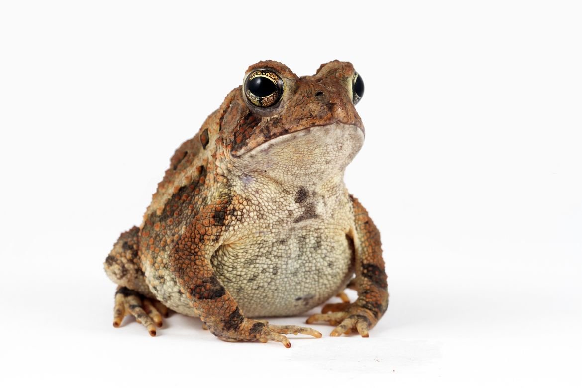 Гарри Поттер жаба Невилла