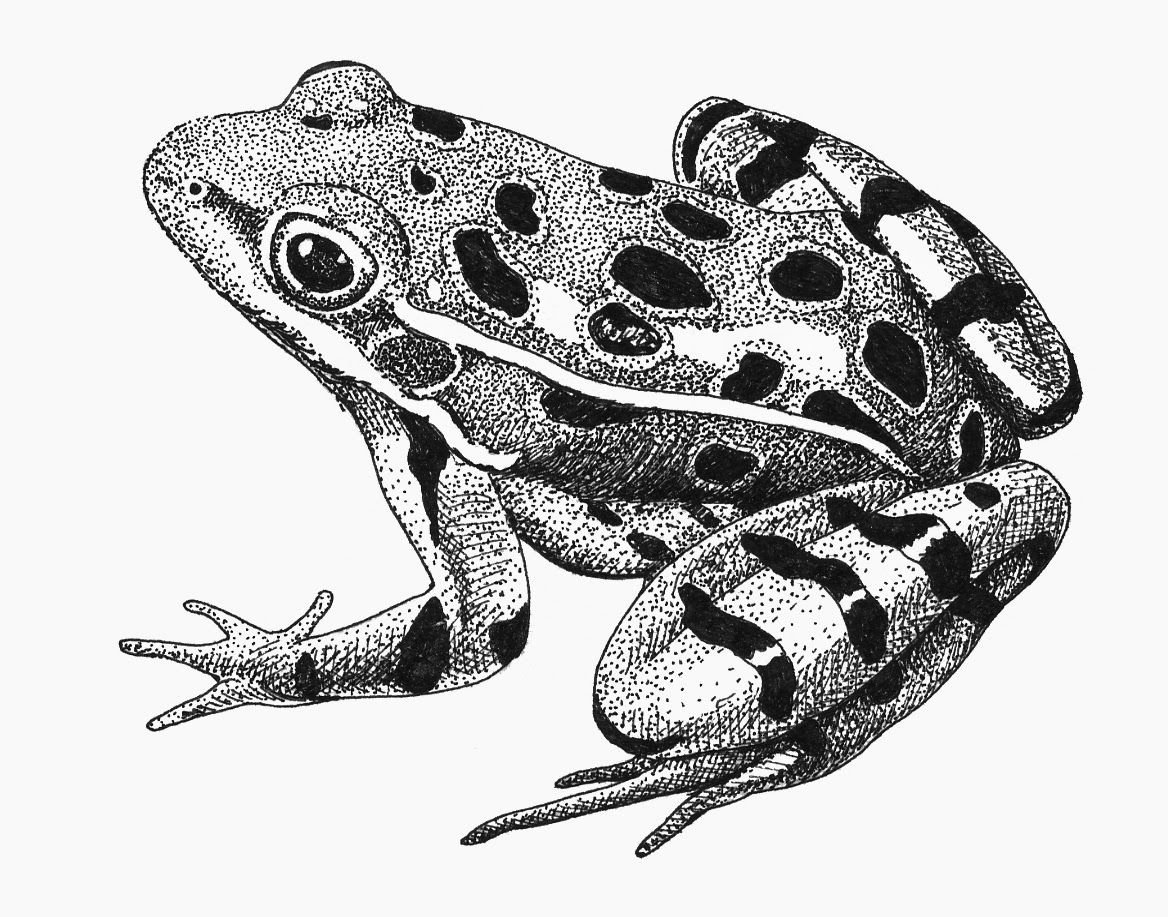 Лягушка черно белая