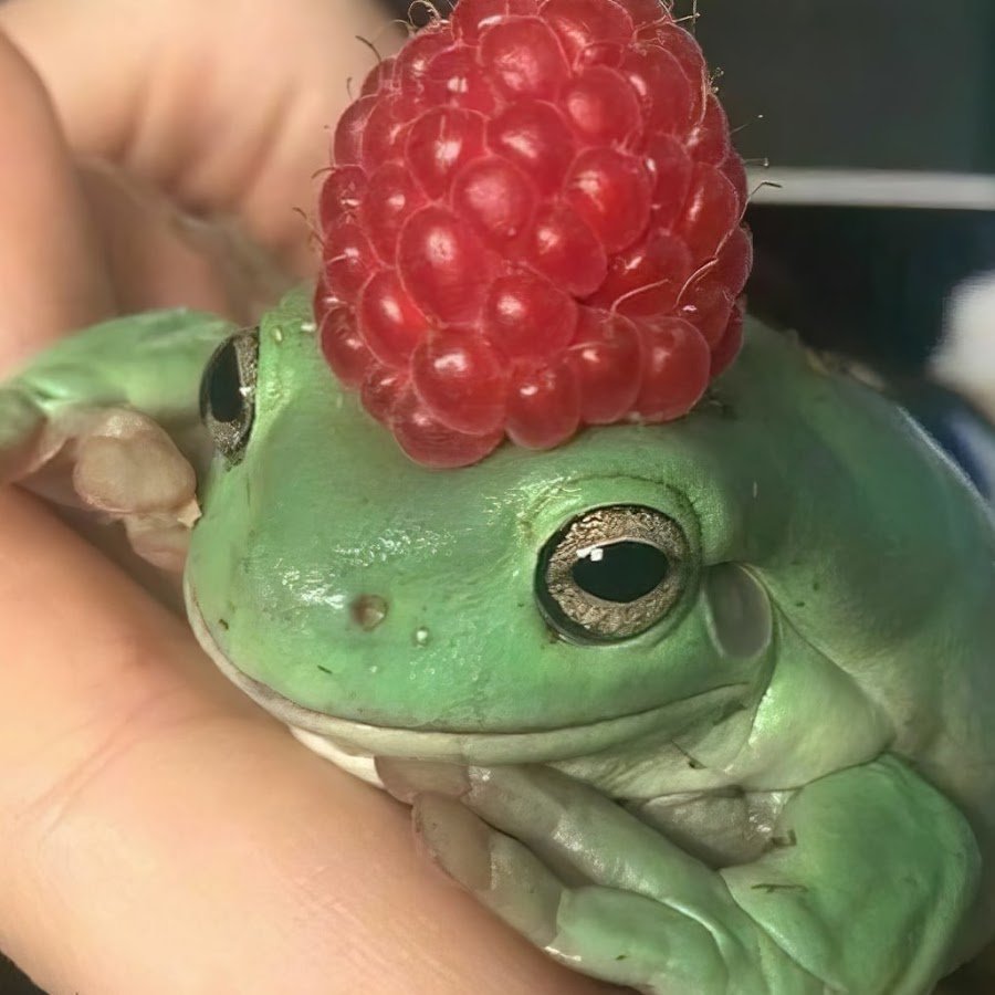 Лягушка Эстетика