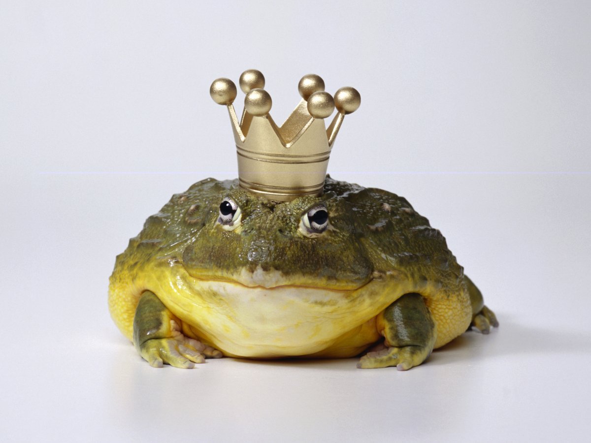 Beelzebufo Ampinga или Дьявольская лягушка