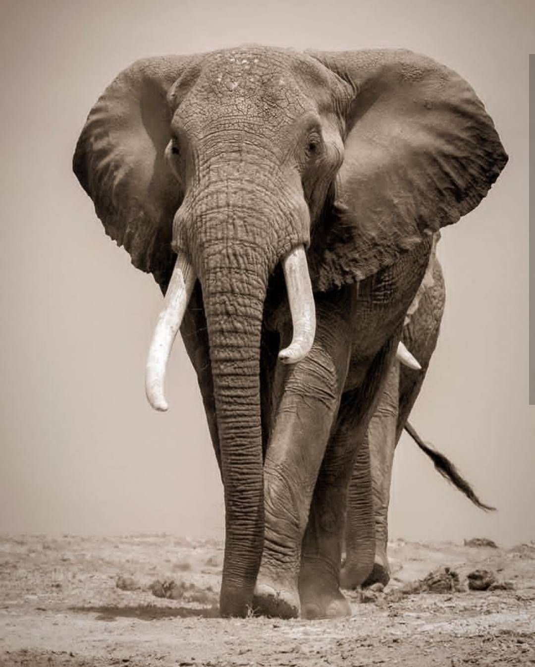 Черная слоновая. Африканский слон. Красивый слон. Слоны в Африке. Фотосессия со слоном.