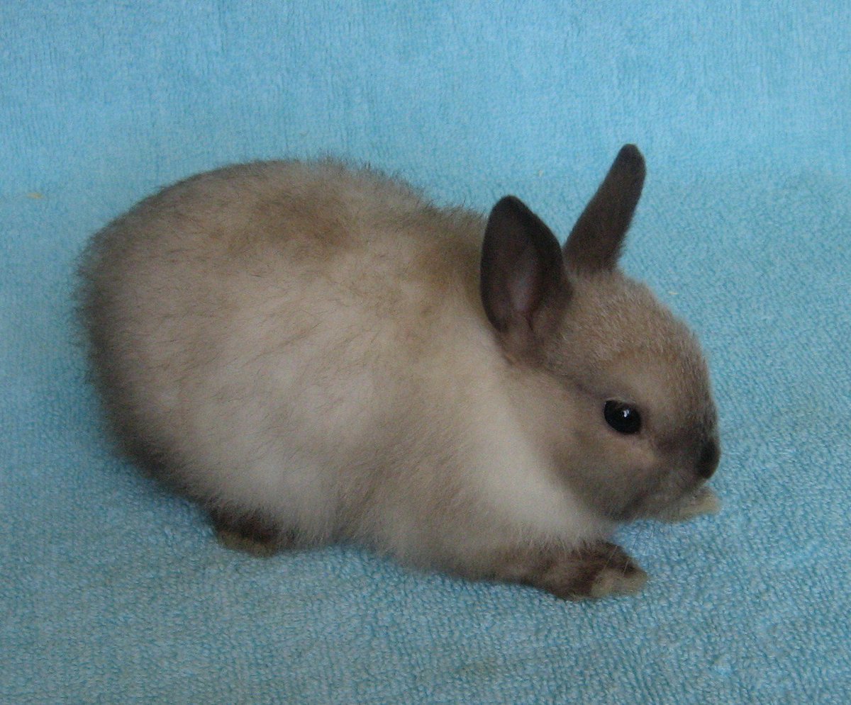 Сиамский кролик