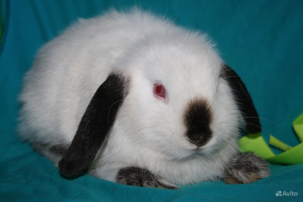 Милые сиамские кошки