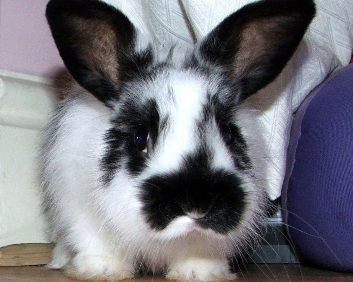 Кот с заячьими ушами