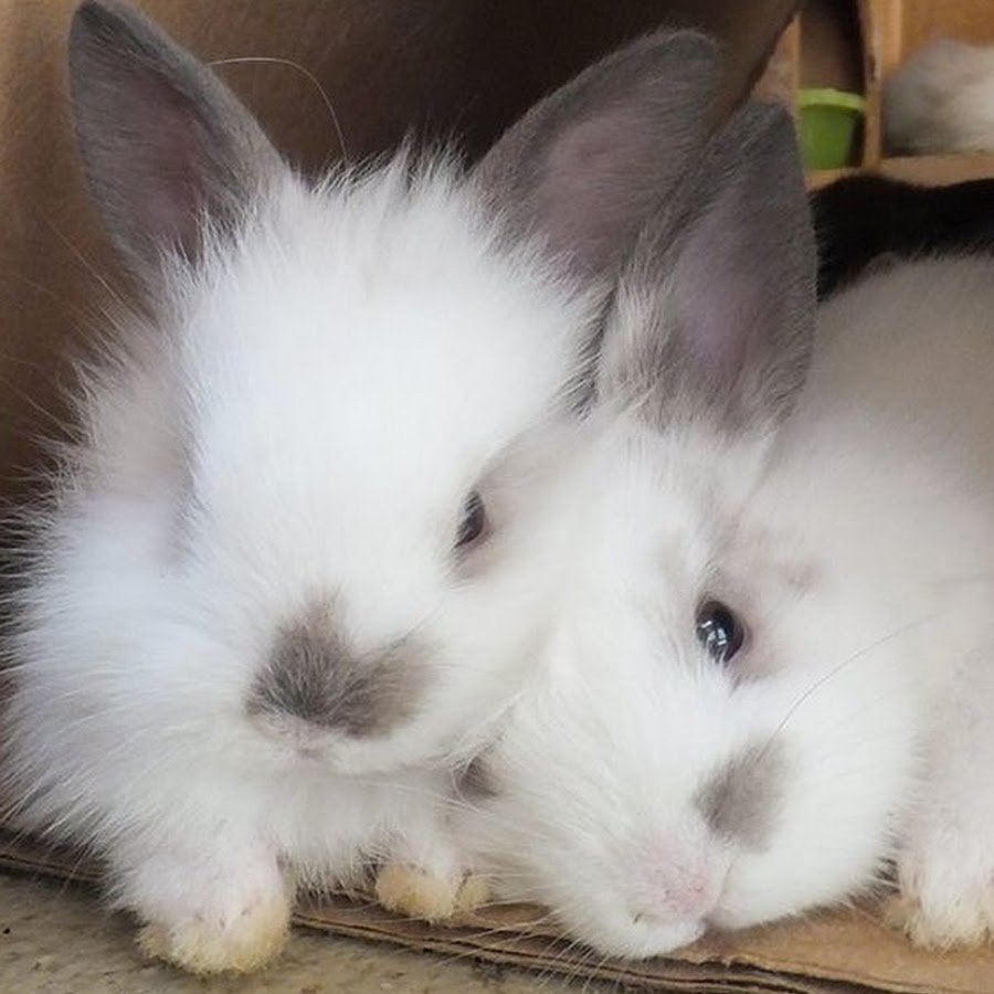 Кролик вид сверху