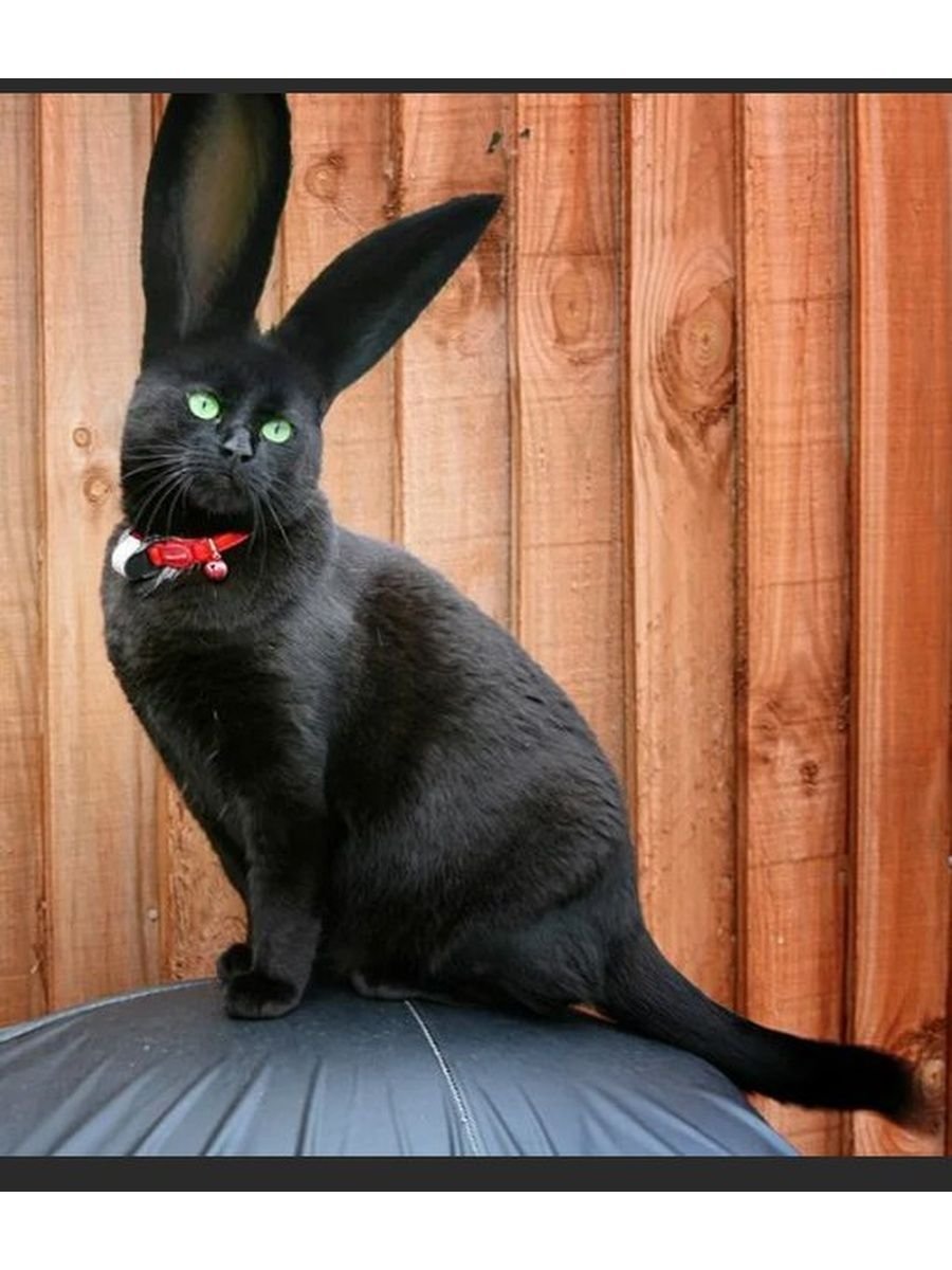 Кролик редкий окрас