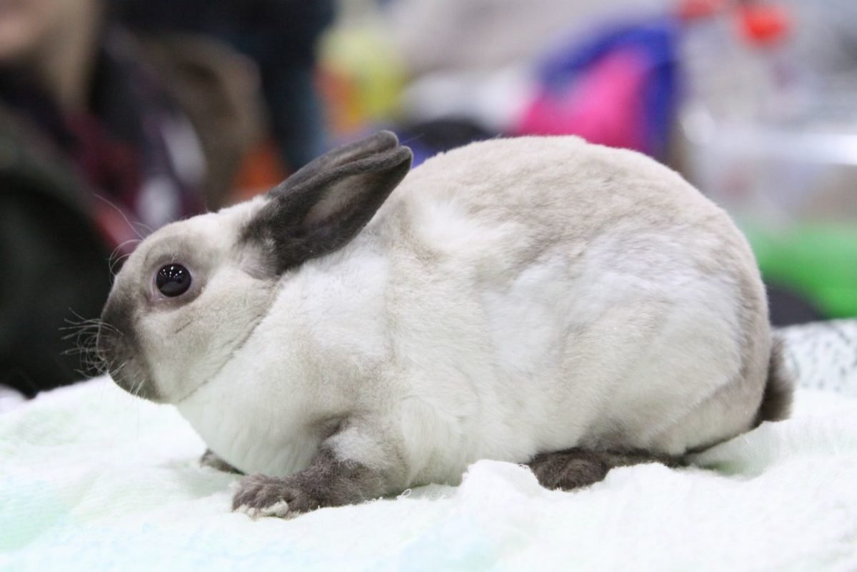 Минилоп кролик белый