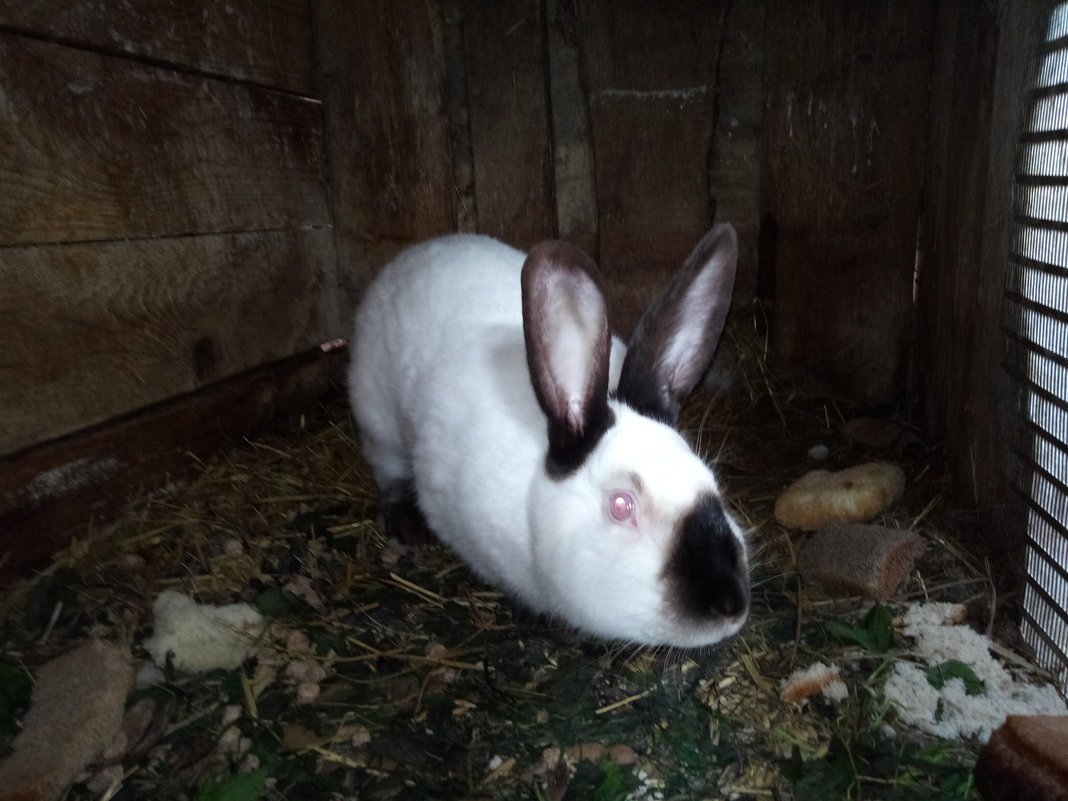 Сиамский кролик