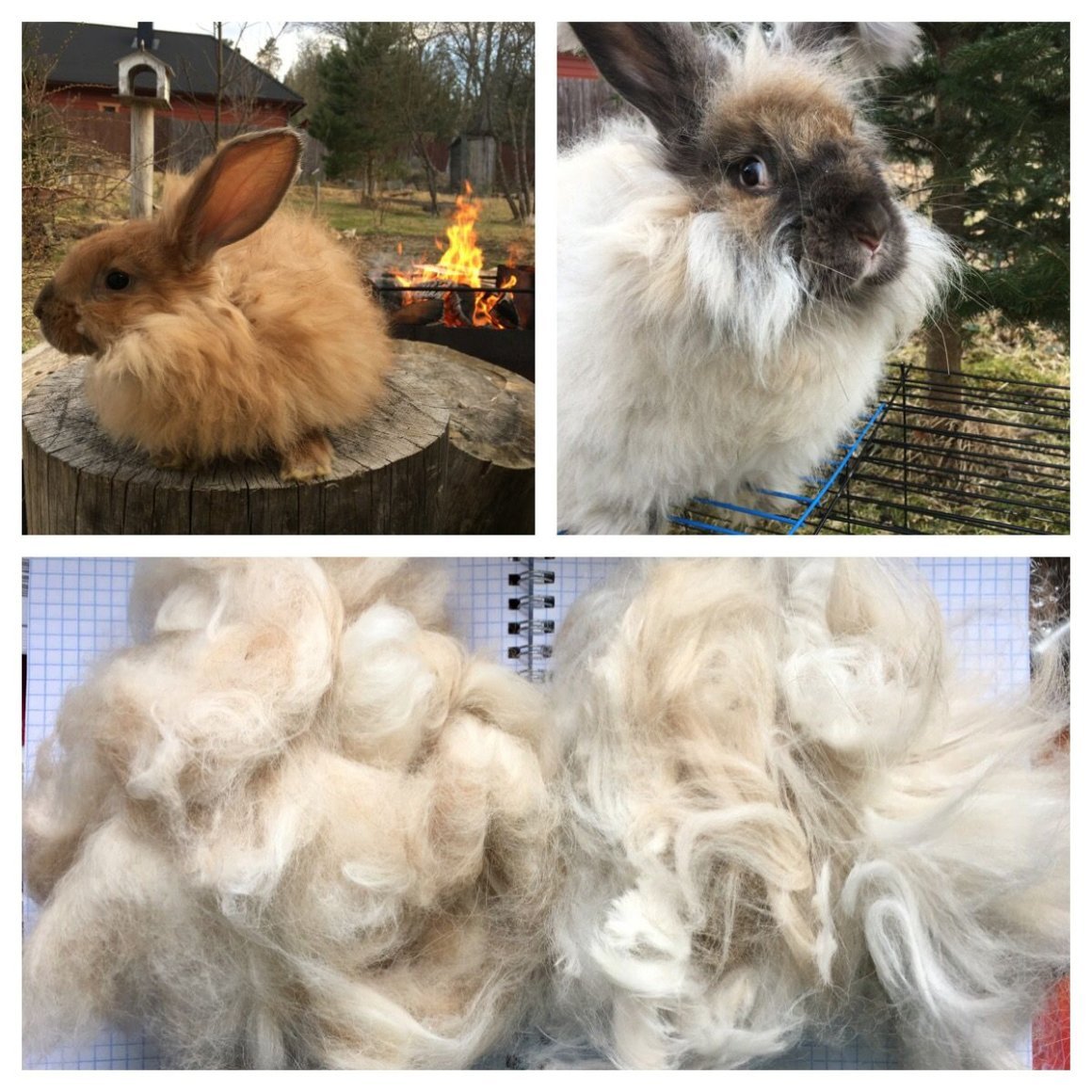 Сиамский кролик