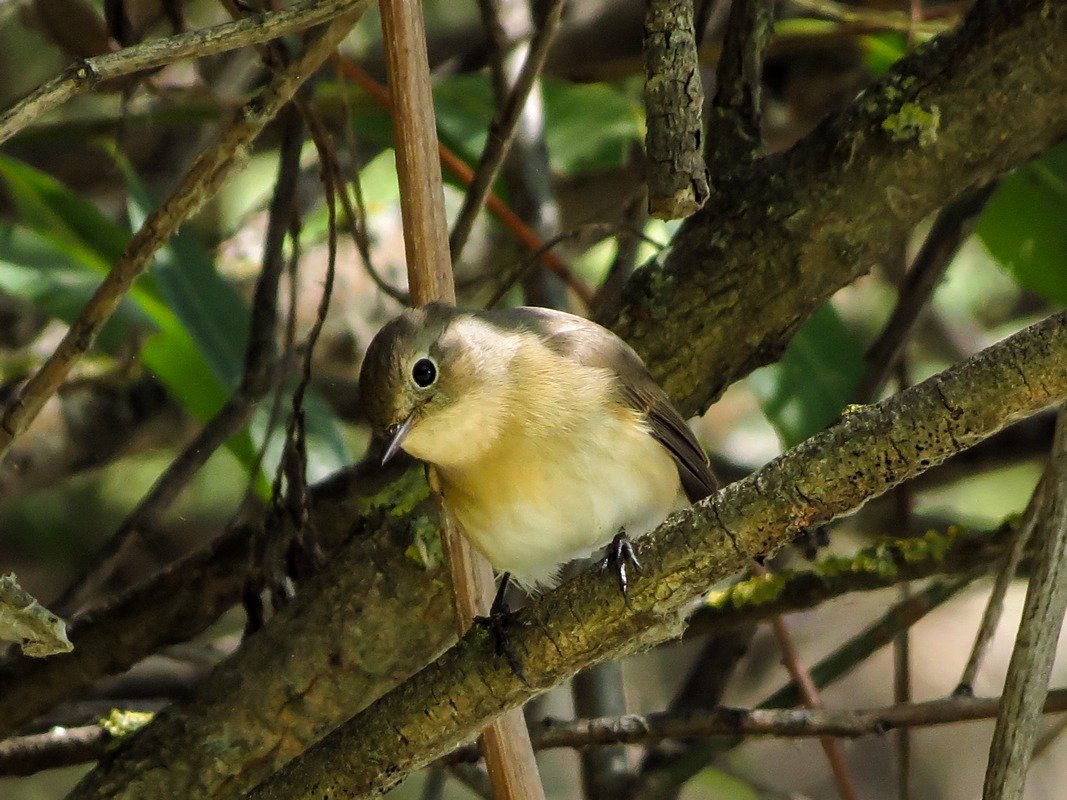 Малая мухоловка птица