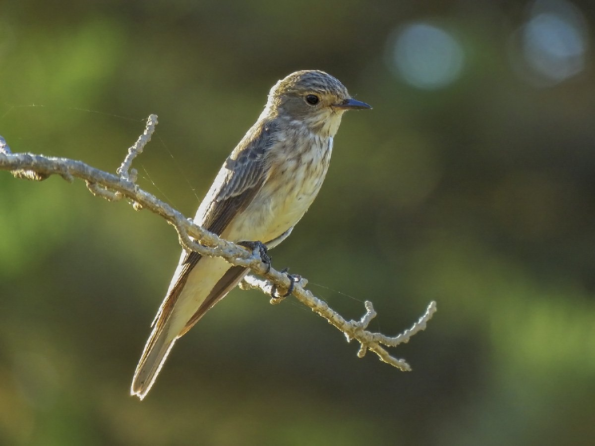 Серебряная мухоловка