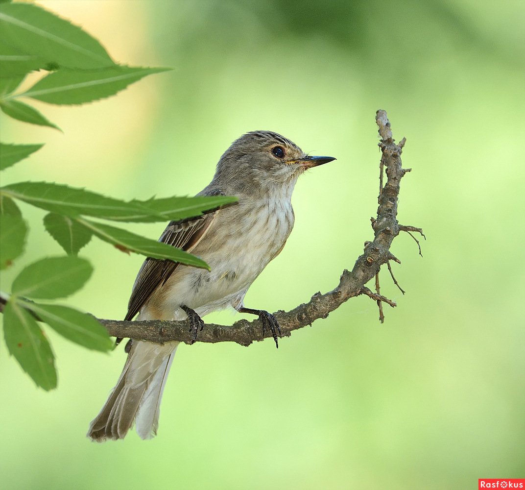Серая мухоловка птица пение