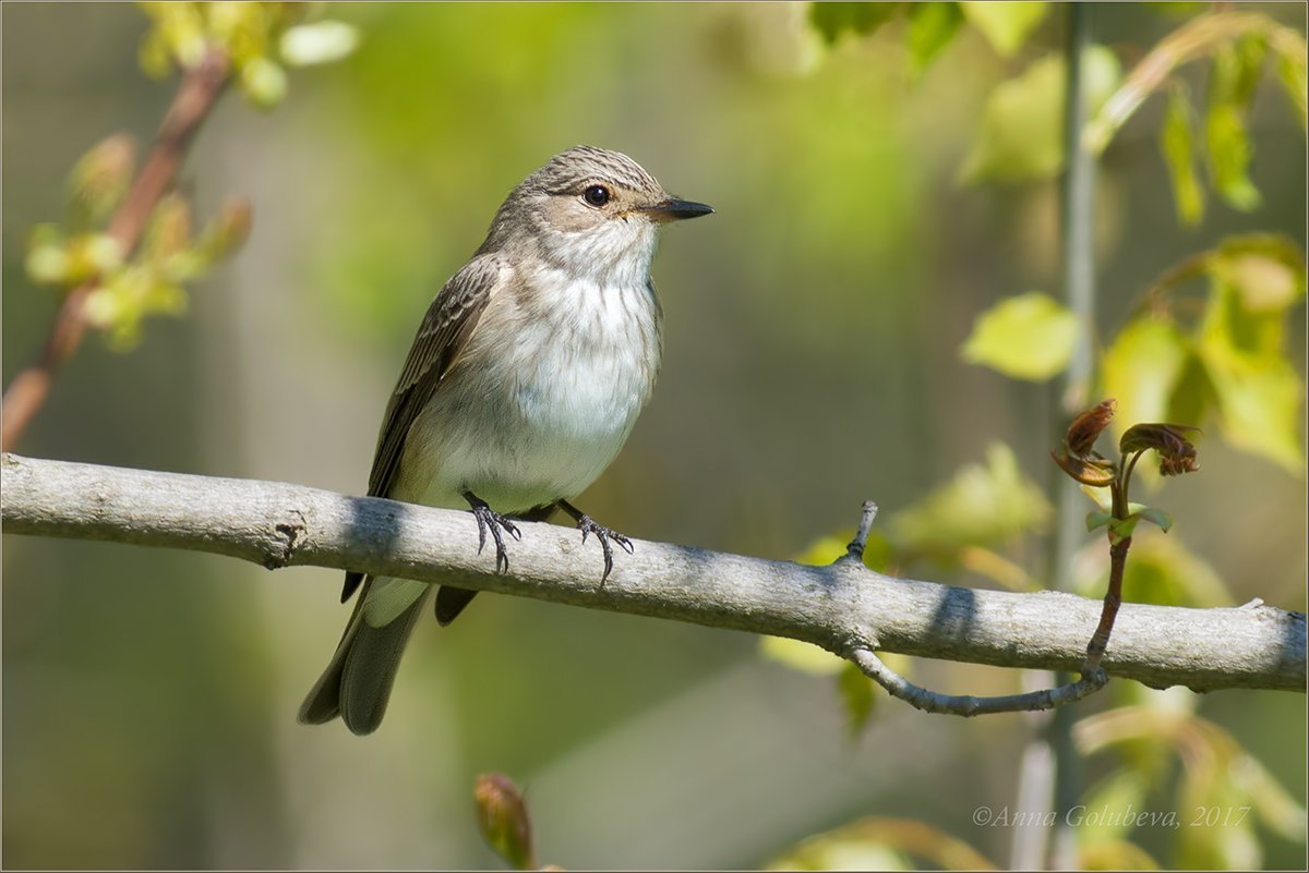 Серая мухоловка (Muscicapa striata)
