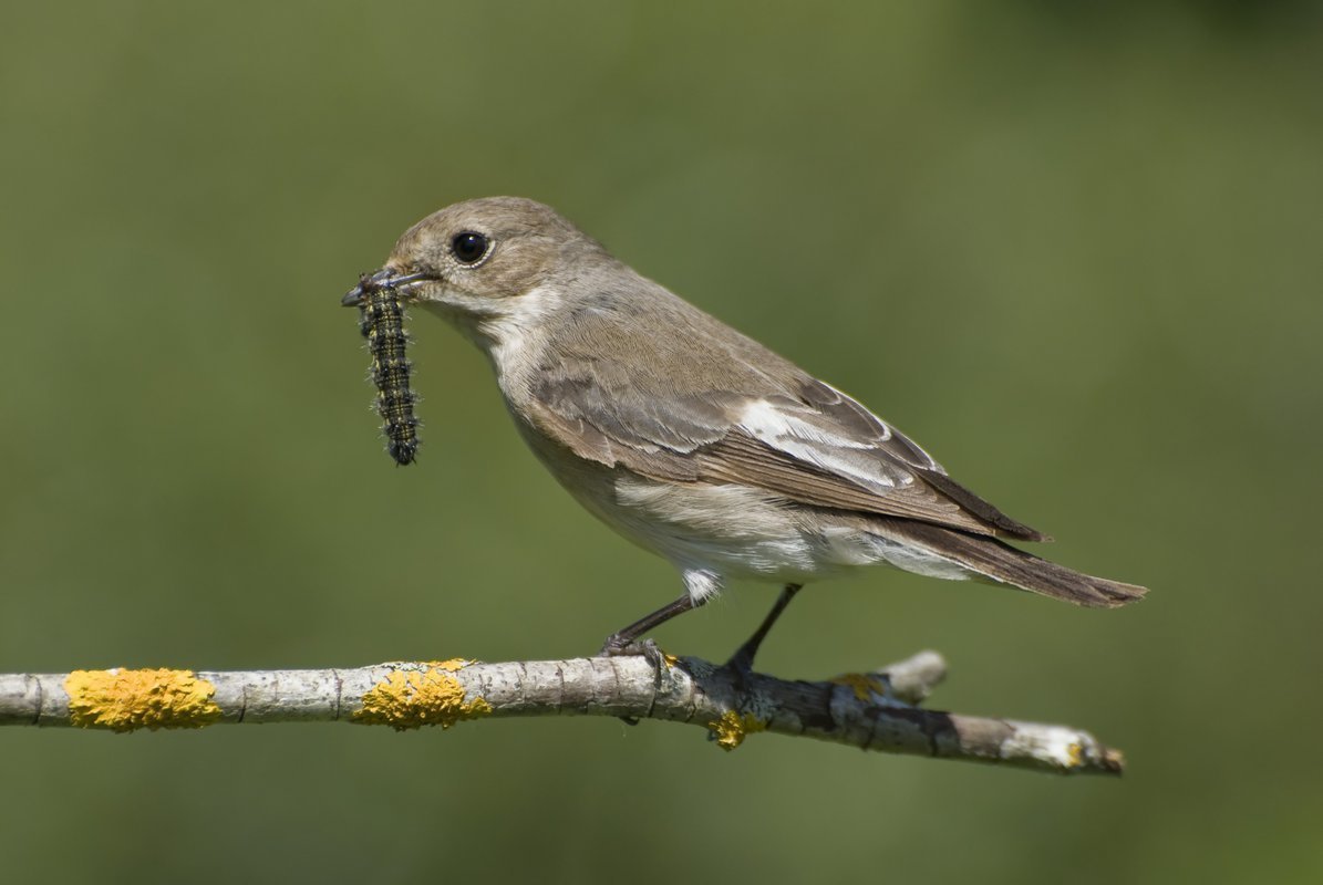 Мухоловка пеструшка самка