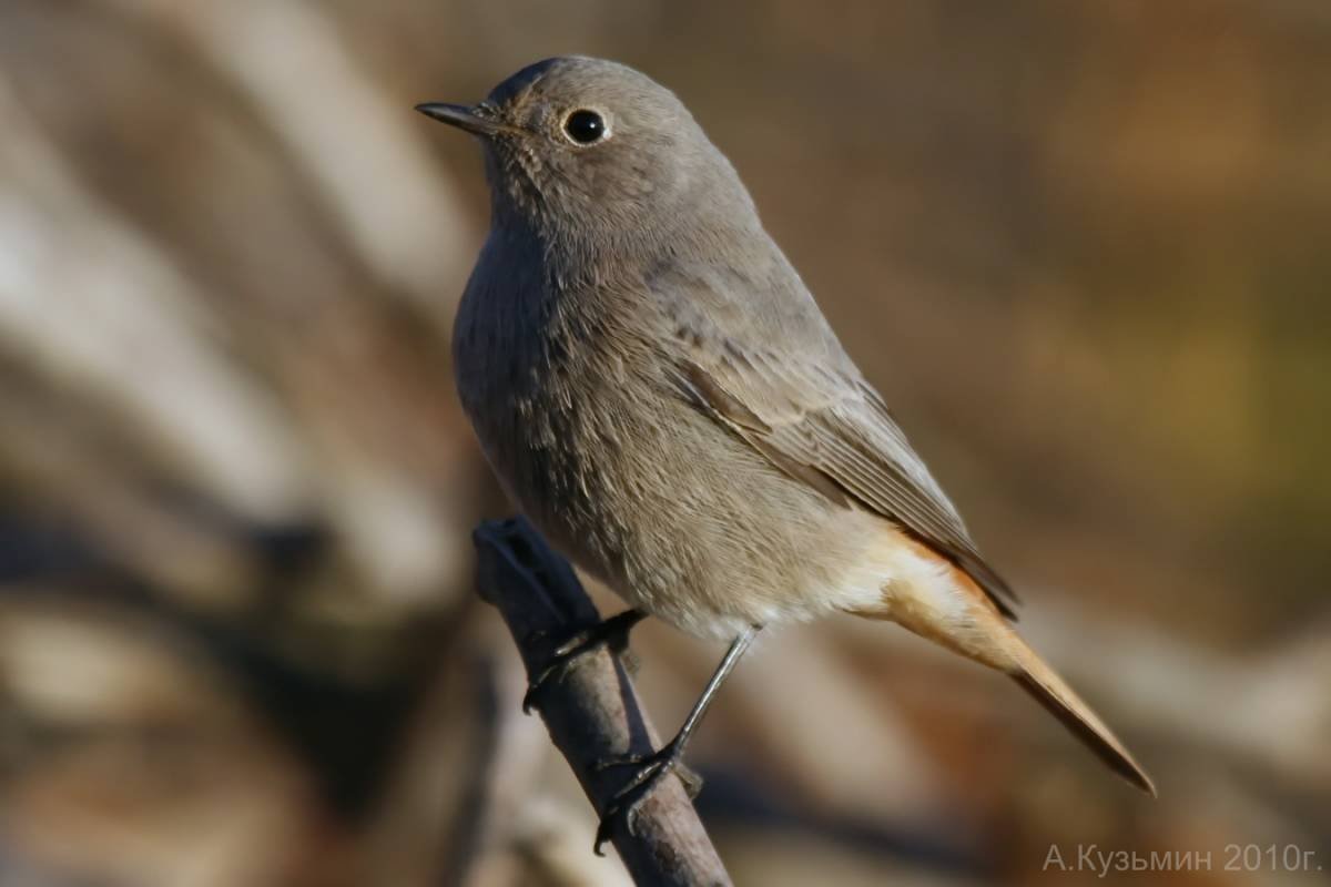 Горихвостка-Чернушка пение
