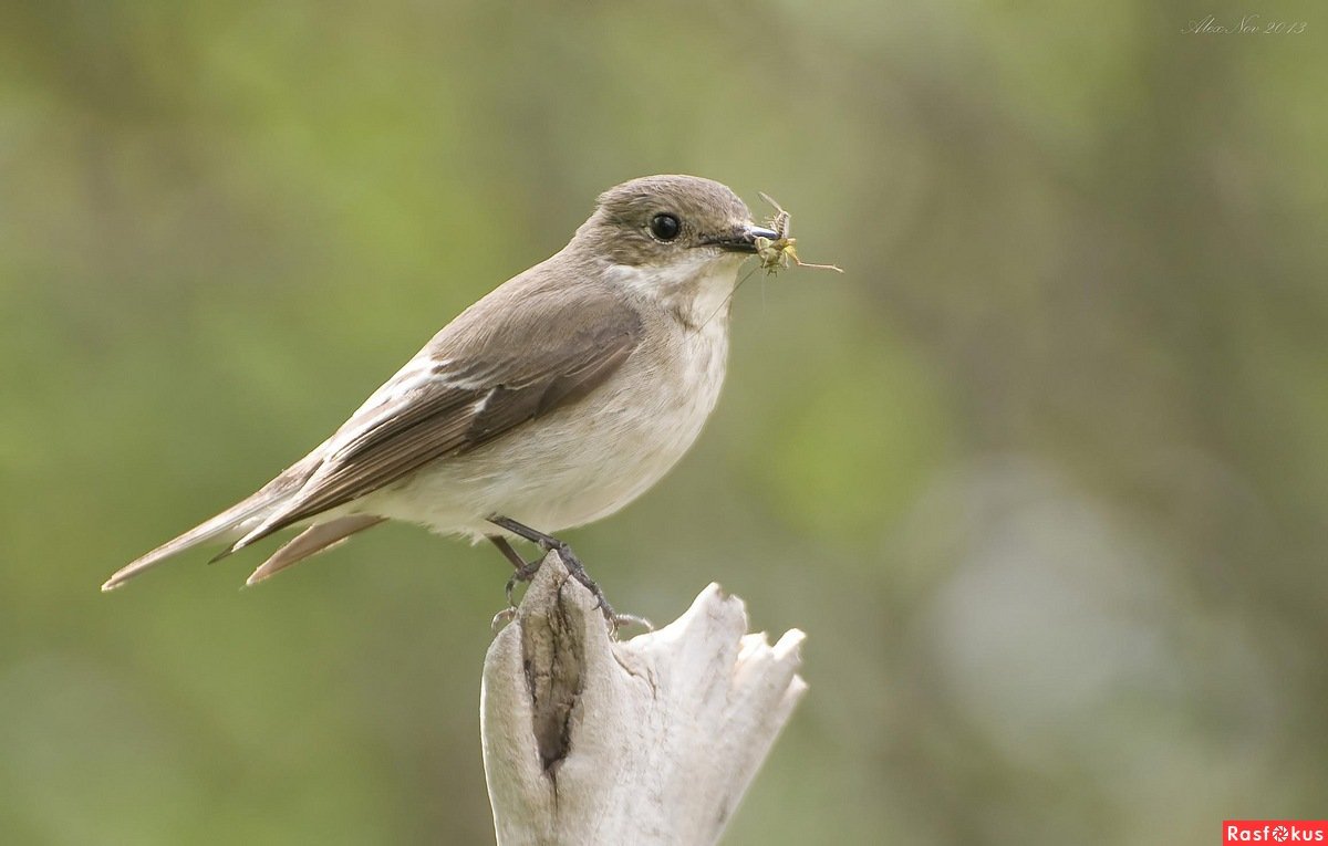Мухоловка пеструшка птица самка