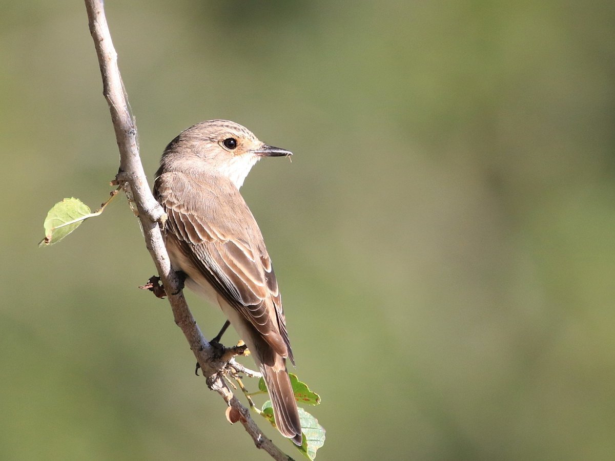 Лесная мухоловка