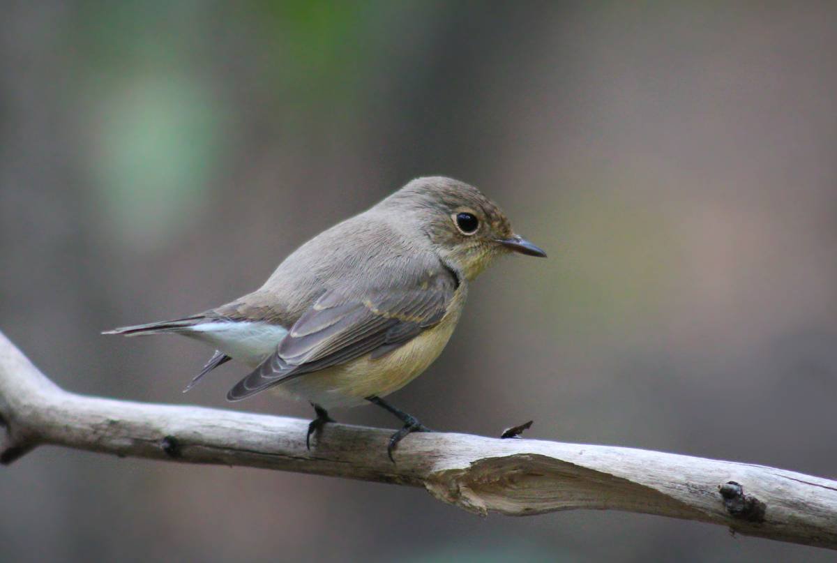 Малая мухоловка птица