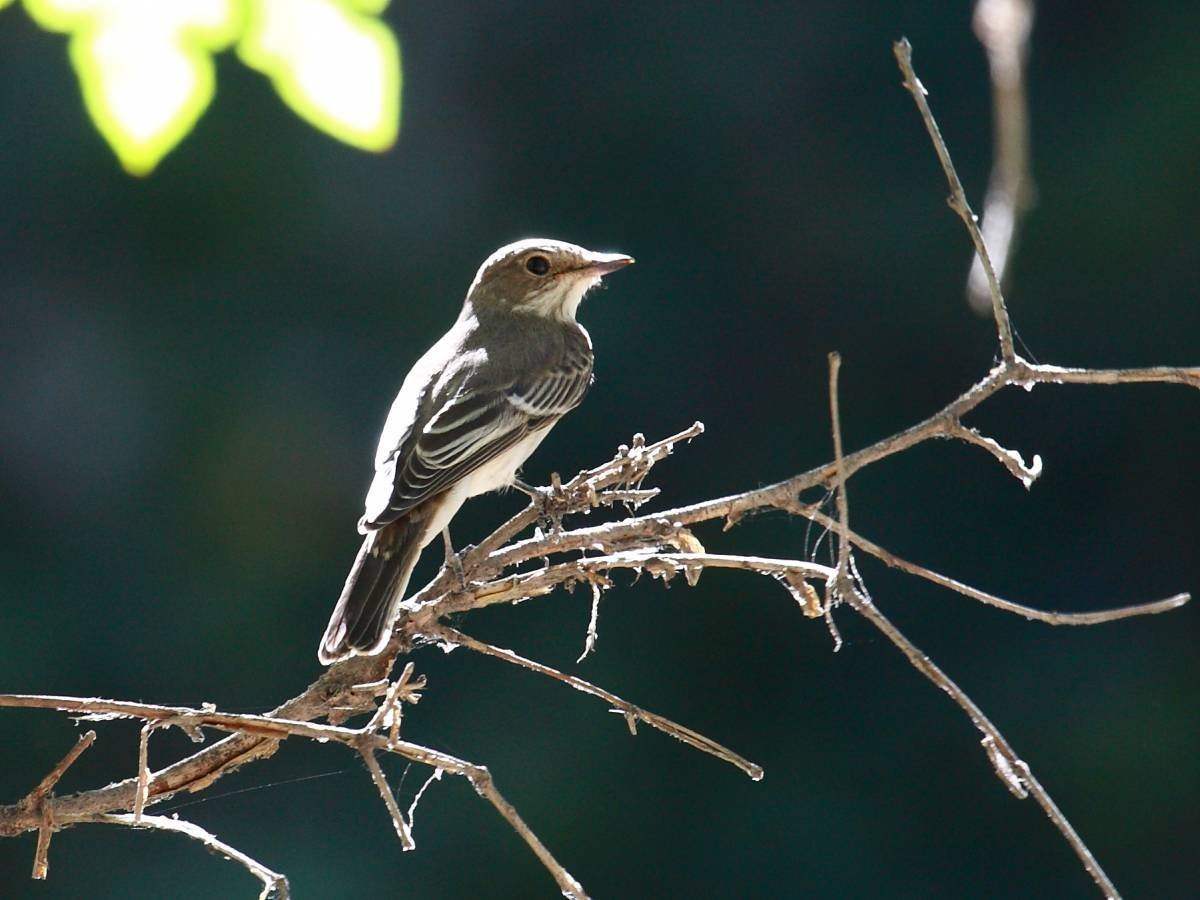 Мухоловка птица черно белая