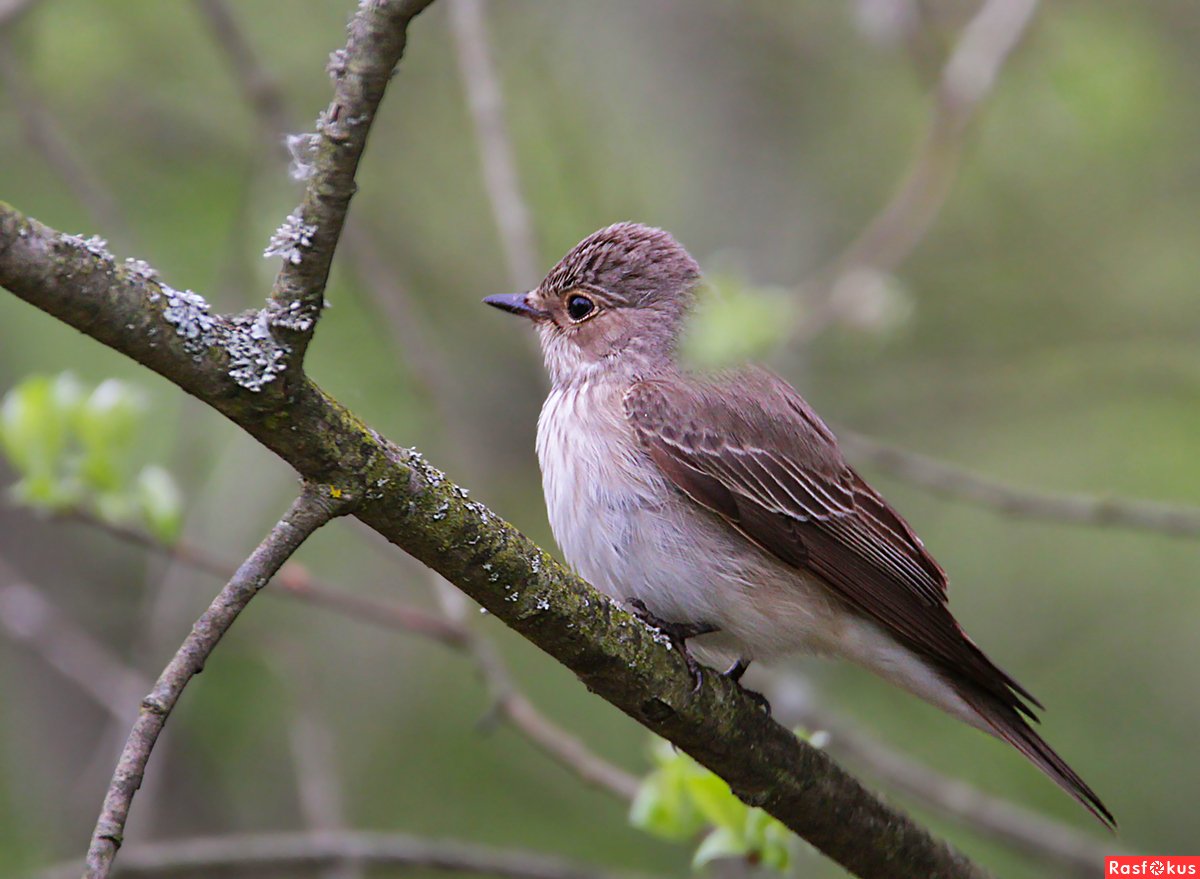 Серая мухоловка
