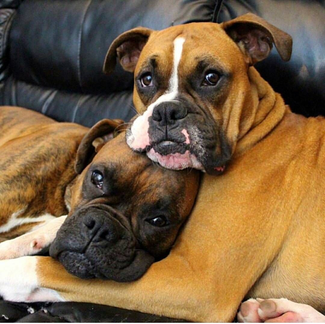 Американский боксер собака