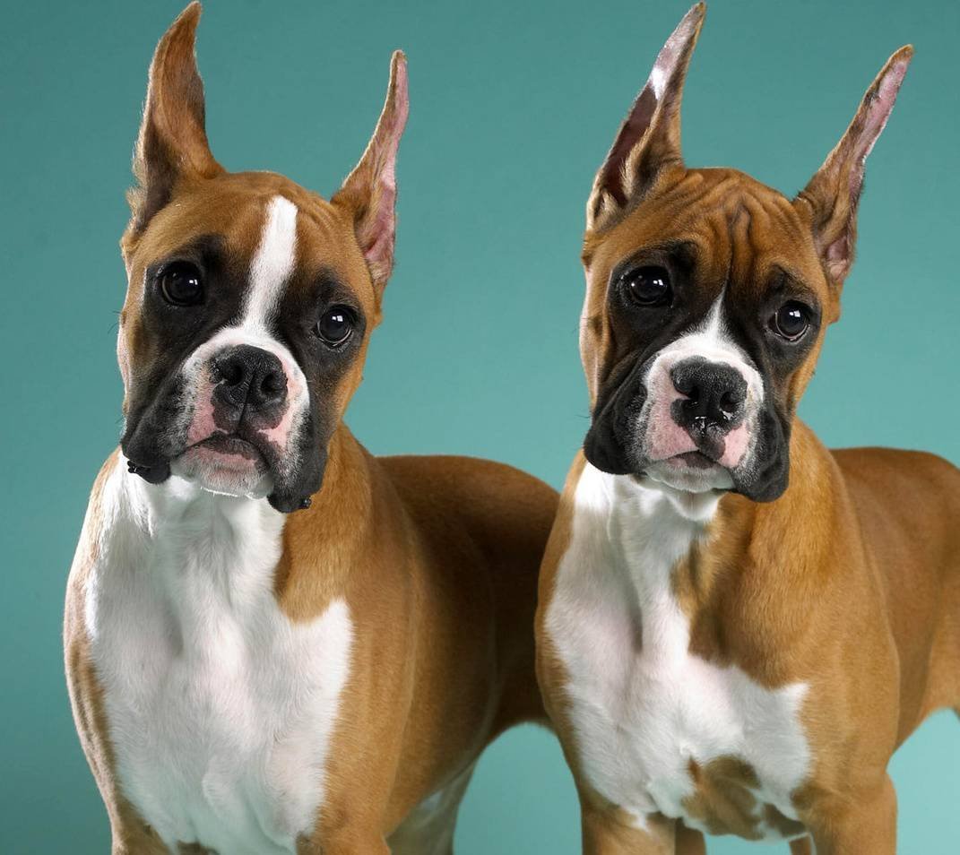 Боксер собака взгляд