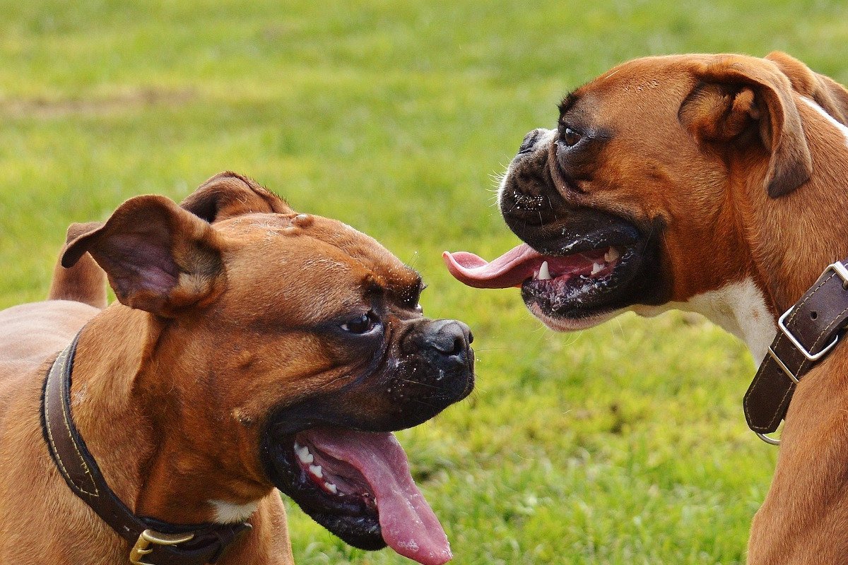 Терьер мини боксер