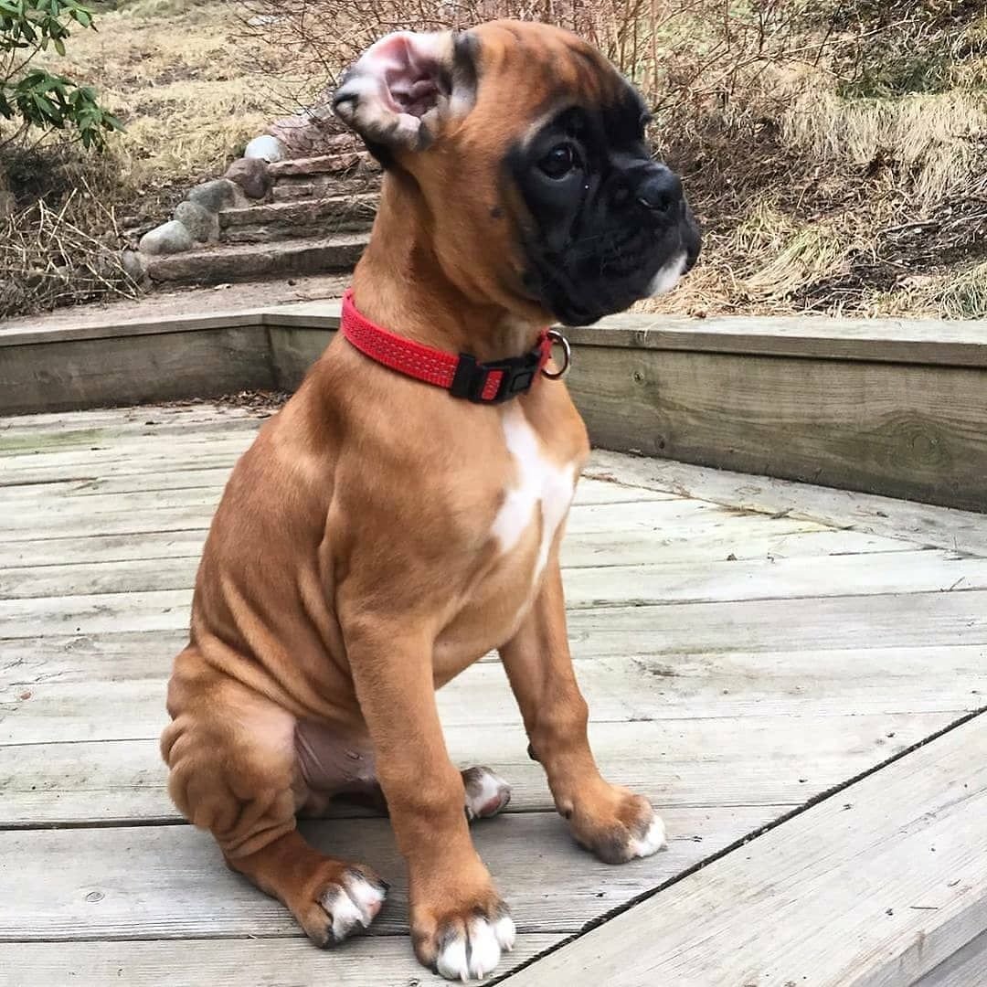 Порода боксер