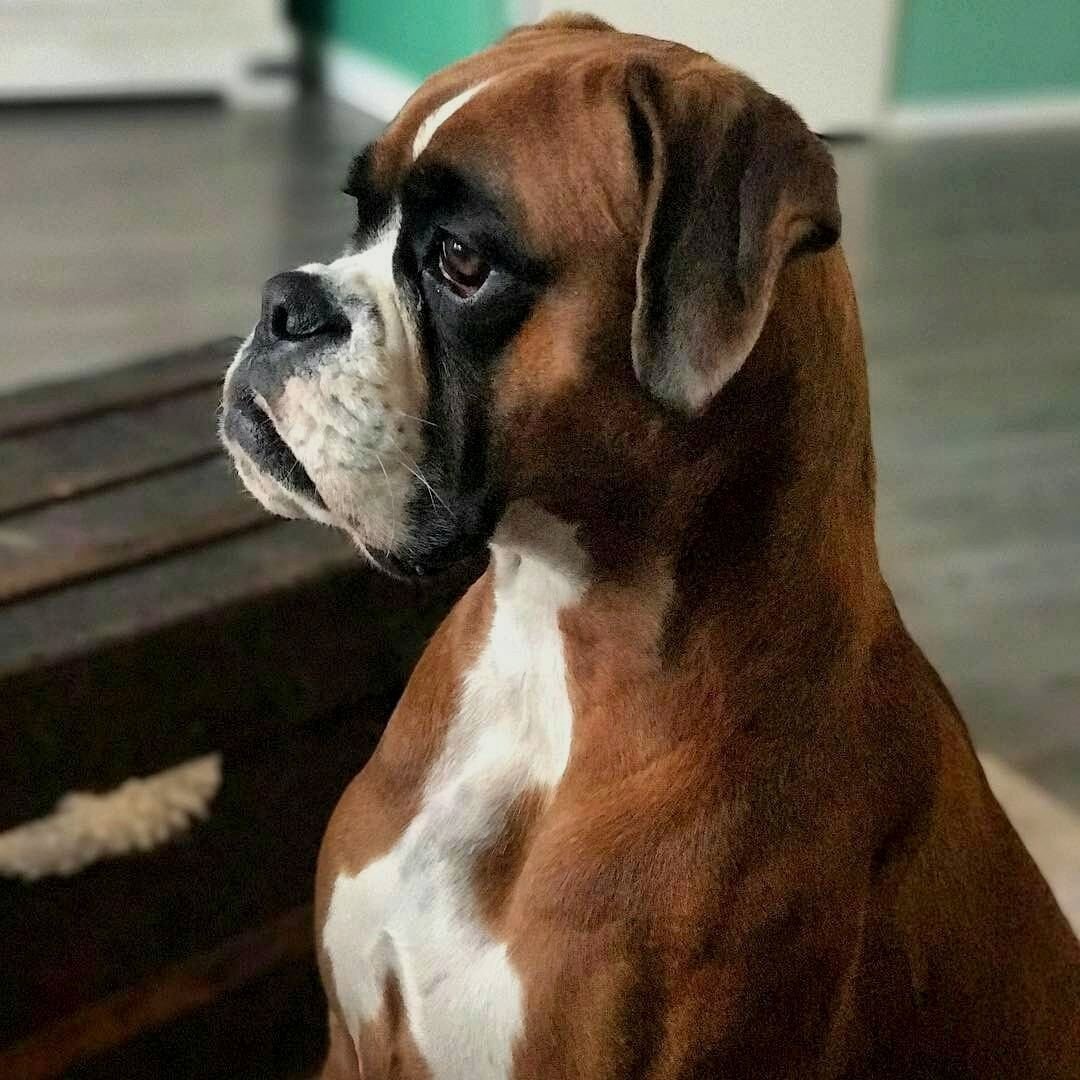 Немецкий боксёр