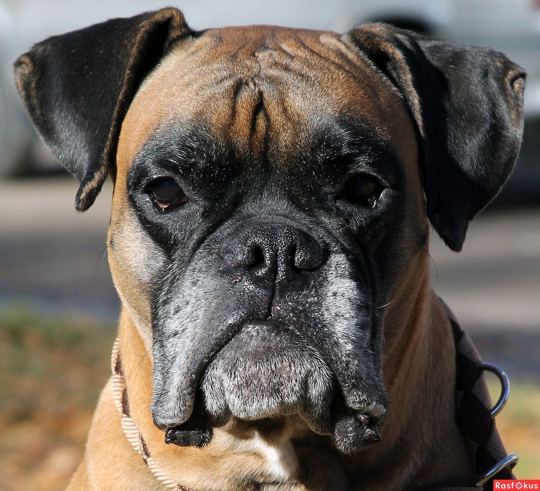 Порода карликовый боксер