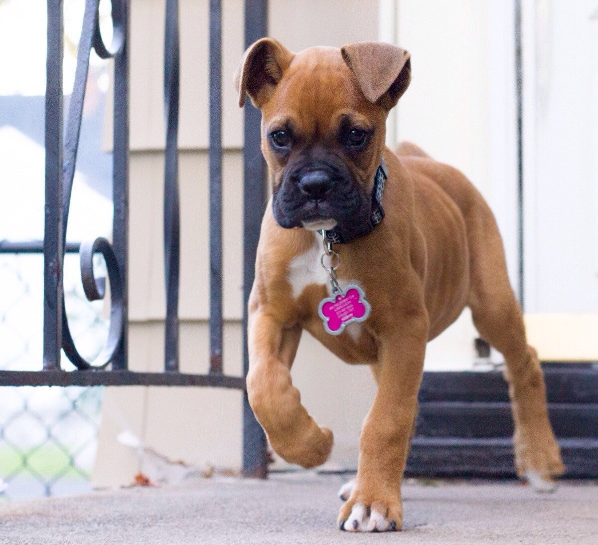 Боксер немецкий щенок белый