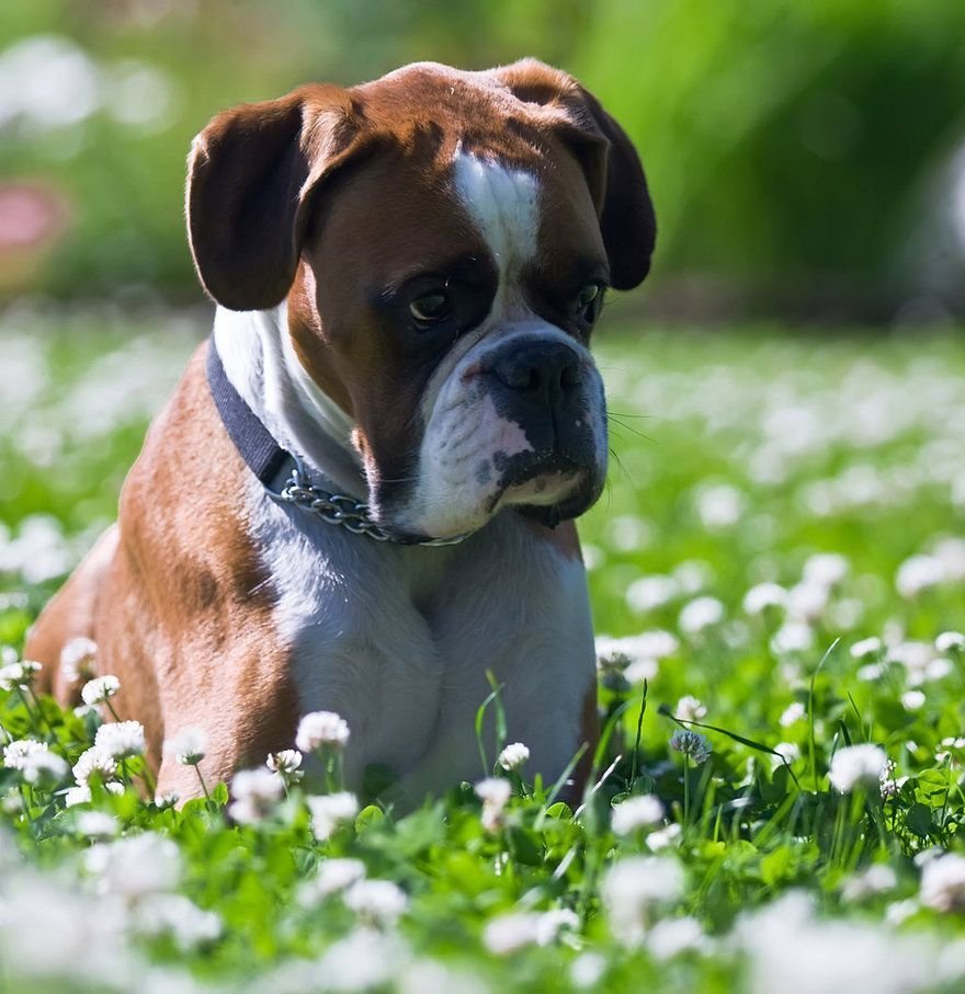 Боксёр собака мальчик