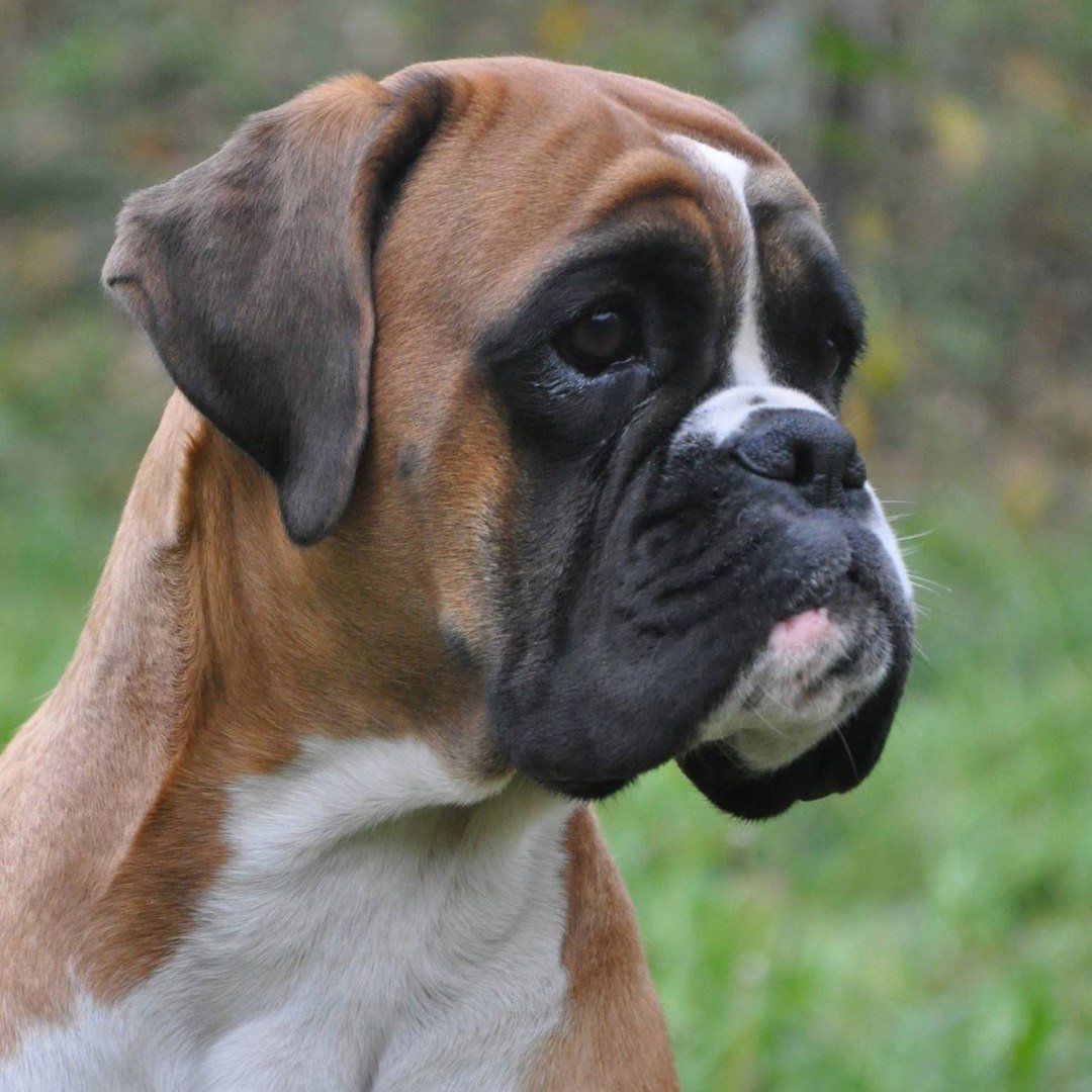 Американский боксер собака