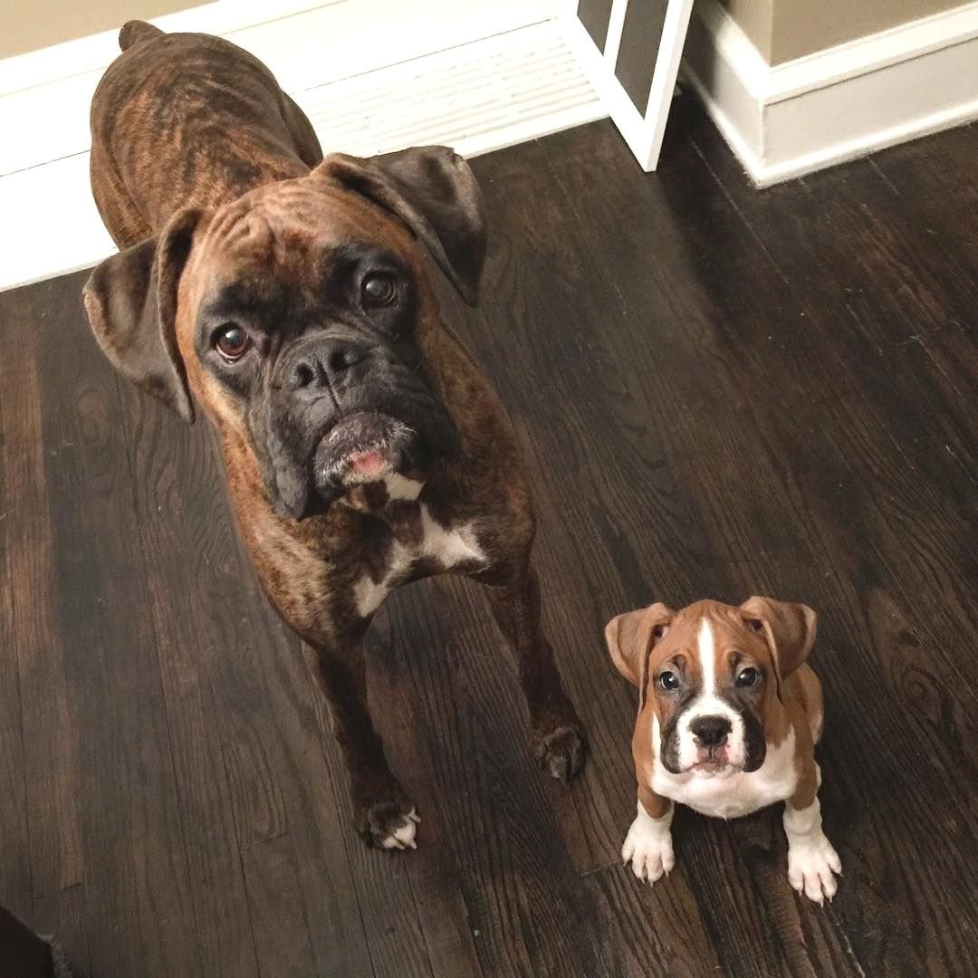 Смешные боксеры собаки