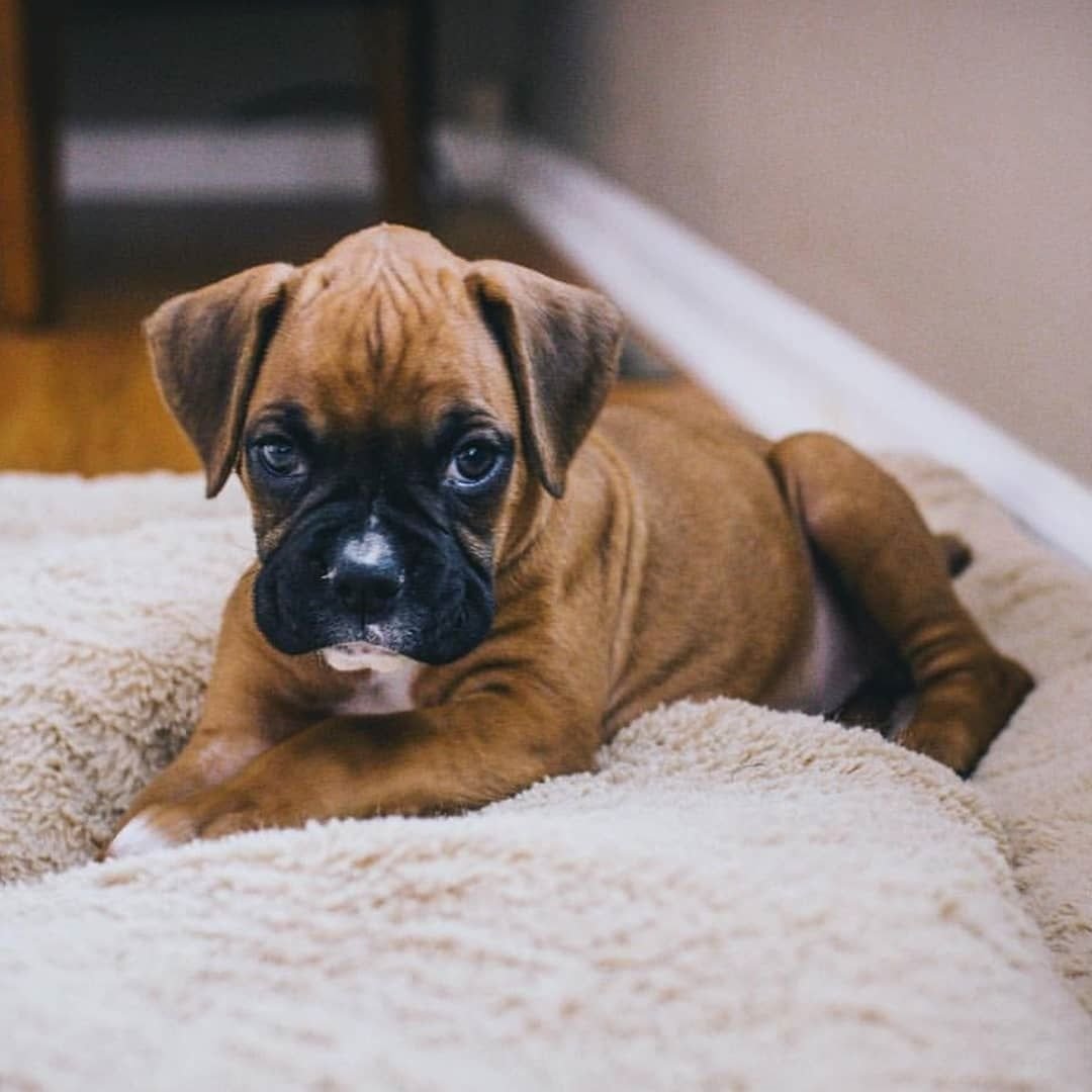 Животные боксеры