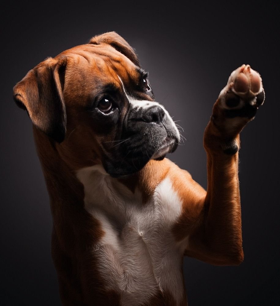 Пес породы боксер